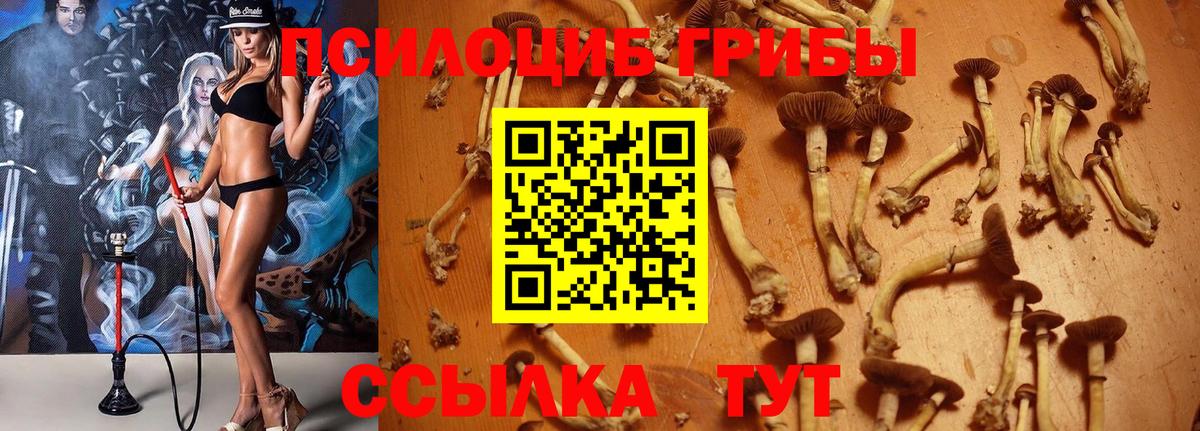 Галлюциногенные грибы Psilocybe  Павловский Посад 